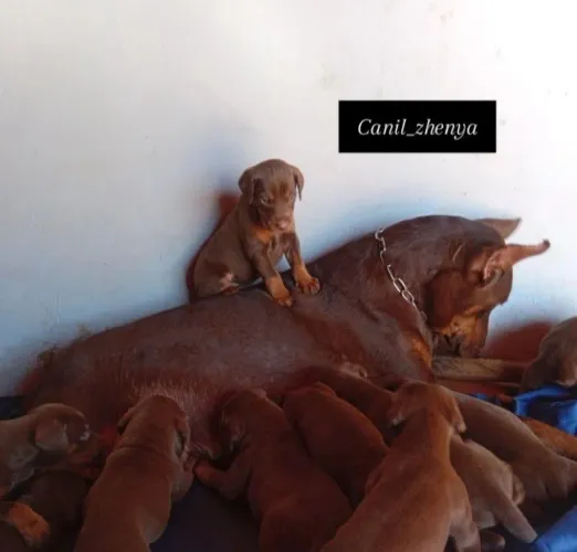 Filhotes de Doberman 