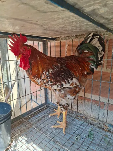 Galo sertanejo balão