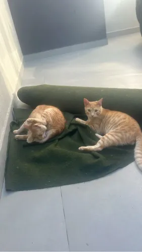 Doação Gatinhos Dóceis