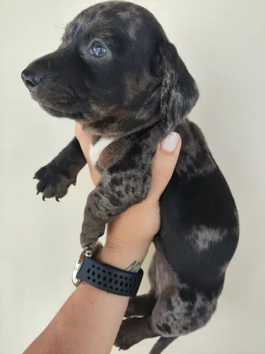 Salsichas (Dachshund)