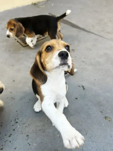 Pequeno no porte e gigante na alegria: o Beagle é irresistível.