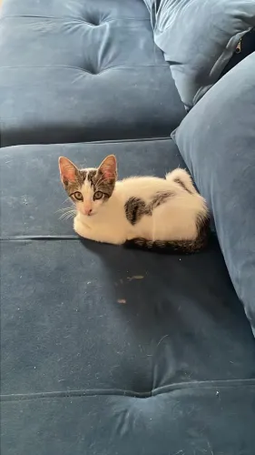 Gatinho