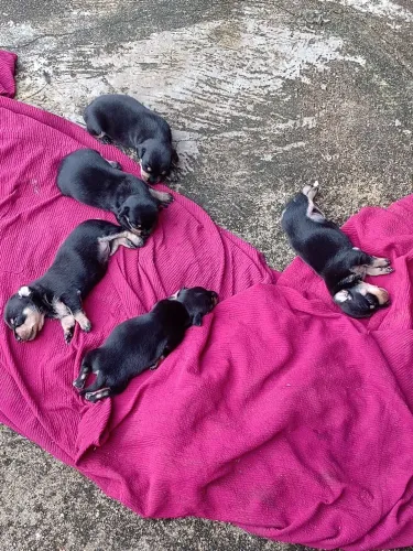 Vende-se filhotes de pinscher 
