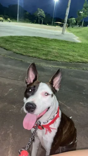 Cachorra doação