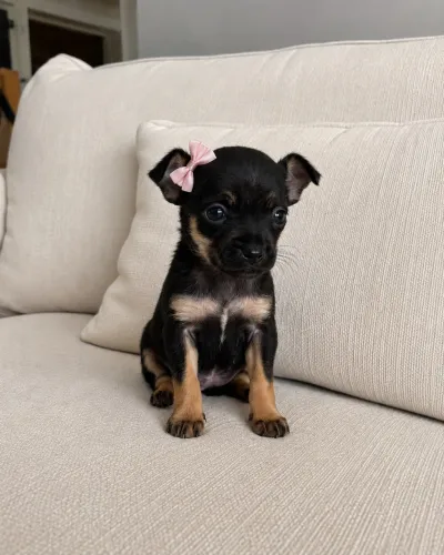 Pinscher fêmea a pronta entrega