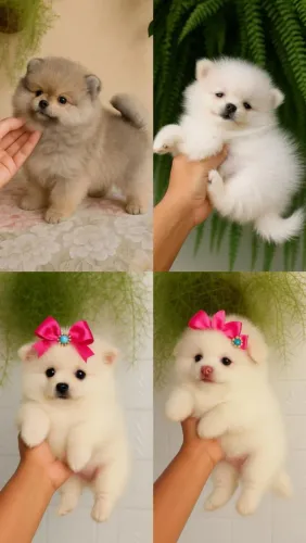 Lulu da Pomerânia simplesmente perfeito 