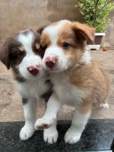 Border collie puro e inteligente