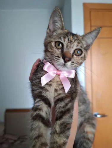 Doação gatinha rajadinha