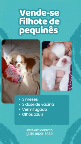 Cachorro 