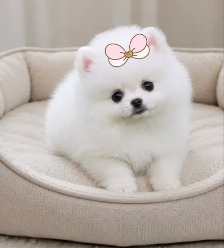 Filhotes spitz alemão anão (lulu da pomerania)
