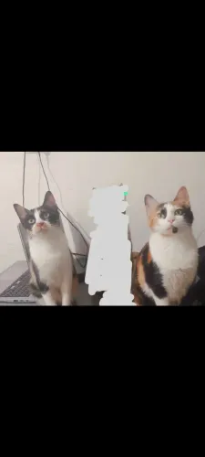 GATAS DÓCIL TRICOLOR