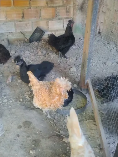 Casal de galinha sedosa