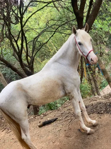 Vendo cavalo 5 pra 6 anos