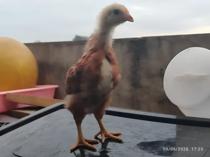 PINTINHOS EMBRAPA 51 COM 40 DIAS (lote 6 unidades )