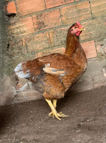 Frangas gsb 