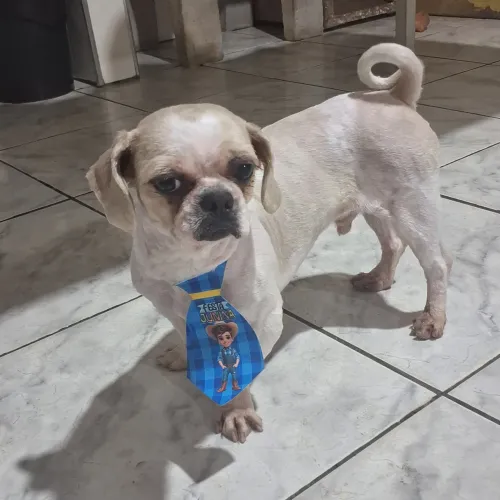 Doa-se dois cachorros um macho e uma fêmea