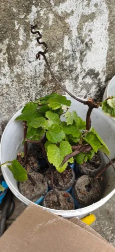 Mudas de uva roxa já produzindo