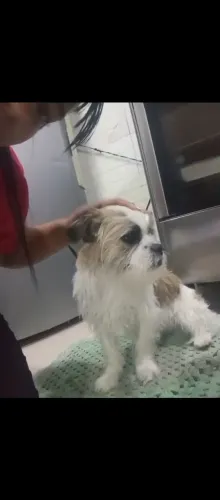 Cachorra de raça para doar