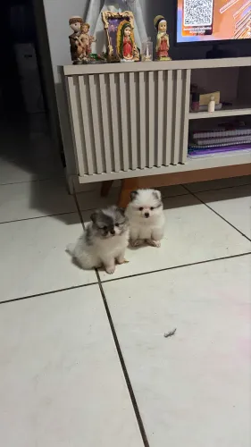 Spitz alemão