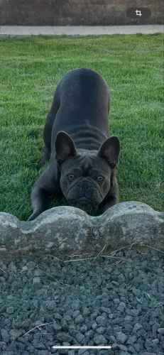 Buldogue francês 