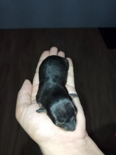 Pincher
