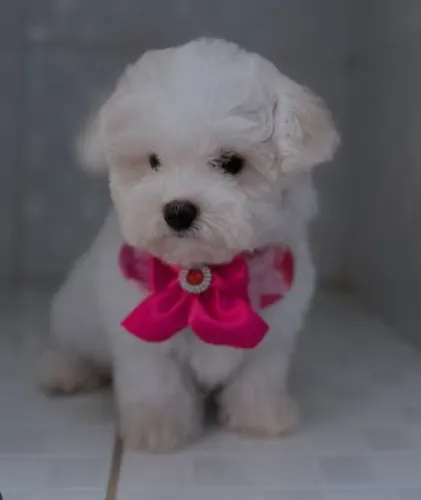 Bichon frise 