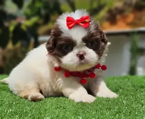 Uma perfeitinha filhote de Shih tzu fêmea