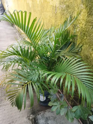Vendo essa palmeira