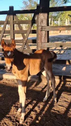Vendo Potro Mangalarga marchador futuro garanhão
