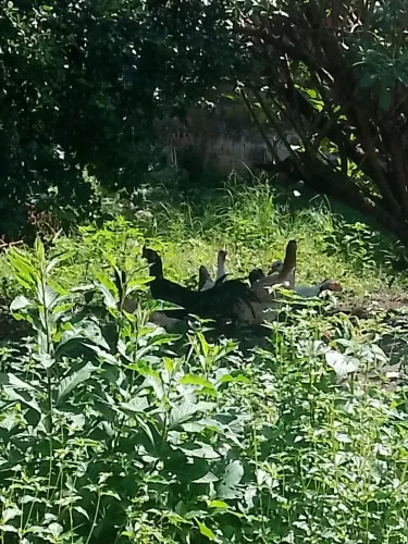 Venda de Patos de galinha