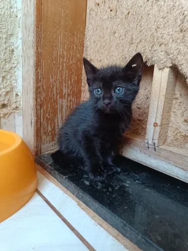 Gatos filhotes para Adoção 