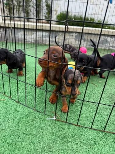 Dachshunds filhotes