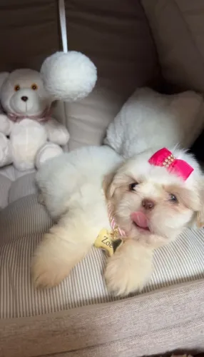 Filhote da raça shihtzu fêmea miniatura 