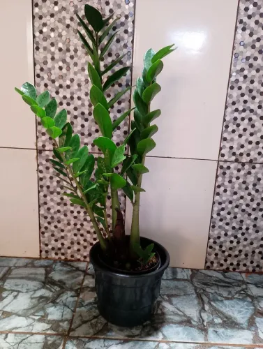 Zamiocuca 