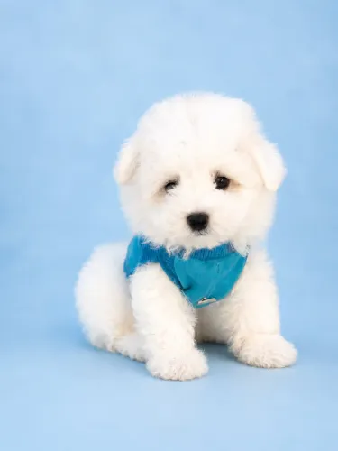Poodle Toy branco macho e fêmea pedigree