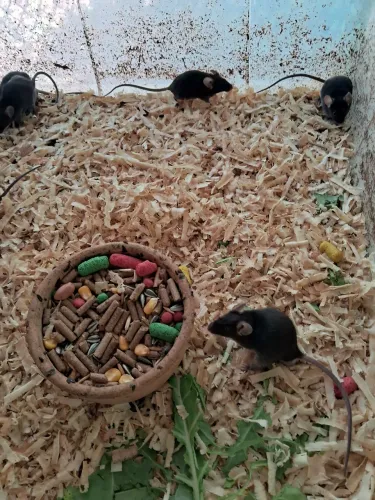 A3M- Ratos Camundongos pretos ( leia a descrição do anúncio)