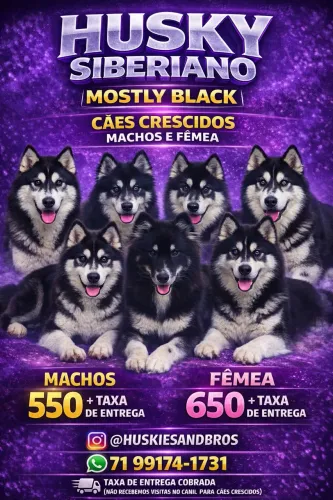 FÊMEA DE HUSKY SIBERIANO MOSTLY BLACK 11 meses disponível na PRONTA ENTREGA SOBRACI