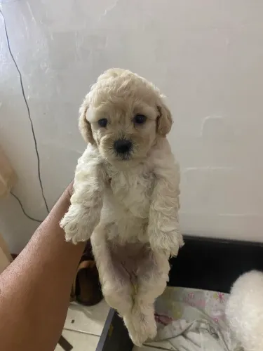 Vendo filhotes pudoo puro numero 01 e 02