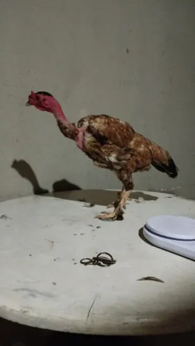 Galinha caipira