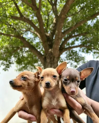 Pinscher macho e fêmea