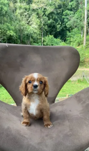 Cavalier King filhote disponivel a pronta entrega