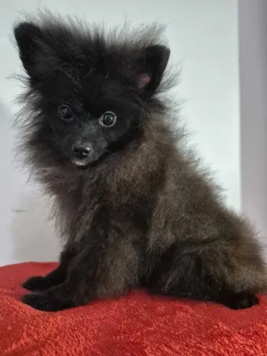 Spitz Alemão Anão Macho Preto - Filhote Disponível 
