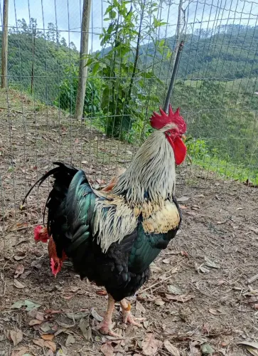 Vendo Galos