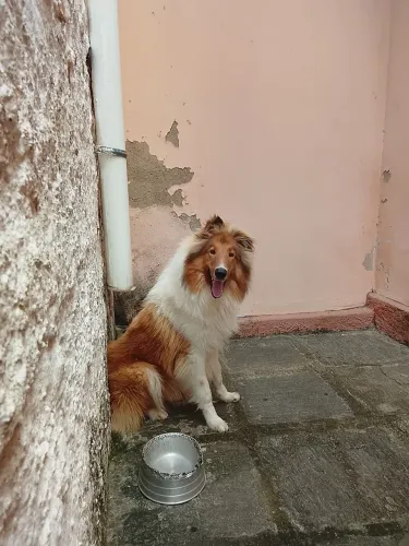 Filhote Rough Collie 
