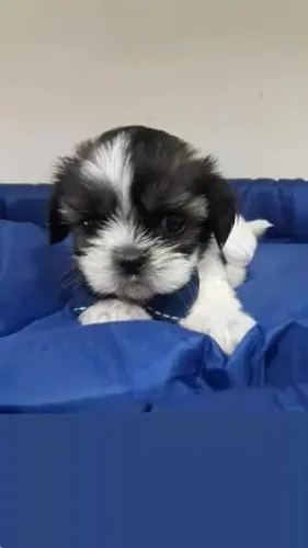 Filhote Lhasa Apso Fêmea Pelagem Linda e Sedosa