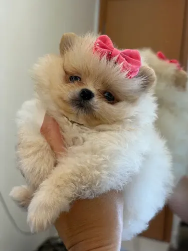 Spitz alemão Um pet que vai agregar alegria ao seu lar