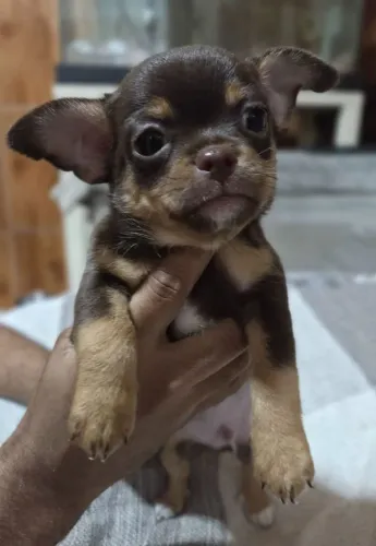 Chihuahua