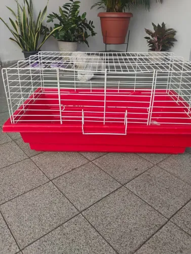 Gaiola para porquinho da índia/coelho Bragança 