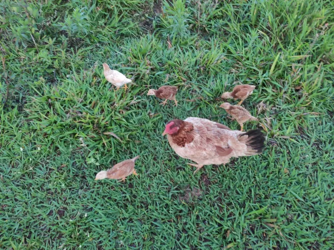 Pintinhos e galinhas