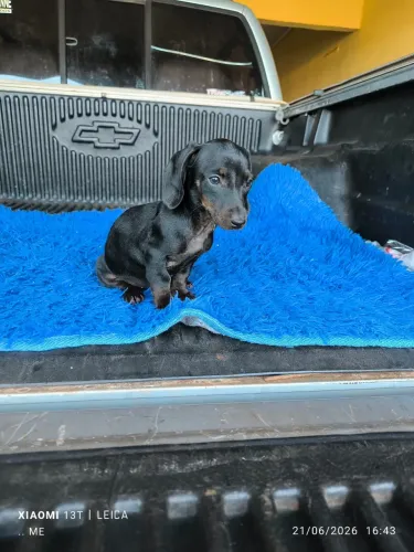 Dachshund macho PROMO